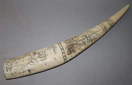 A Walrus scrimshaw tooth